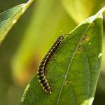 House centipede vs silverfish - Centipede on a leaf