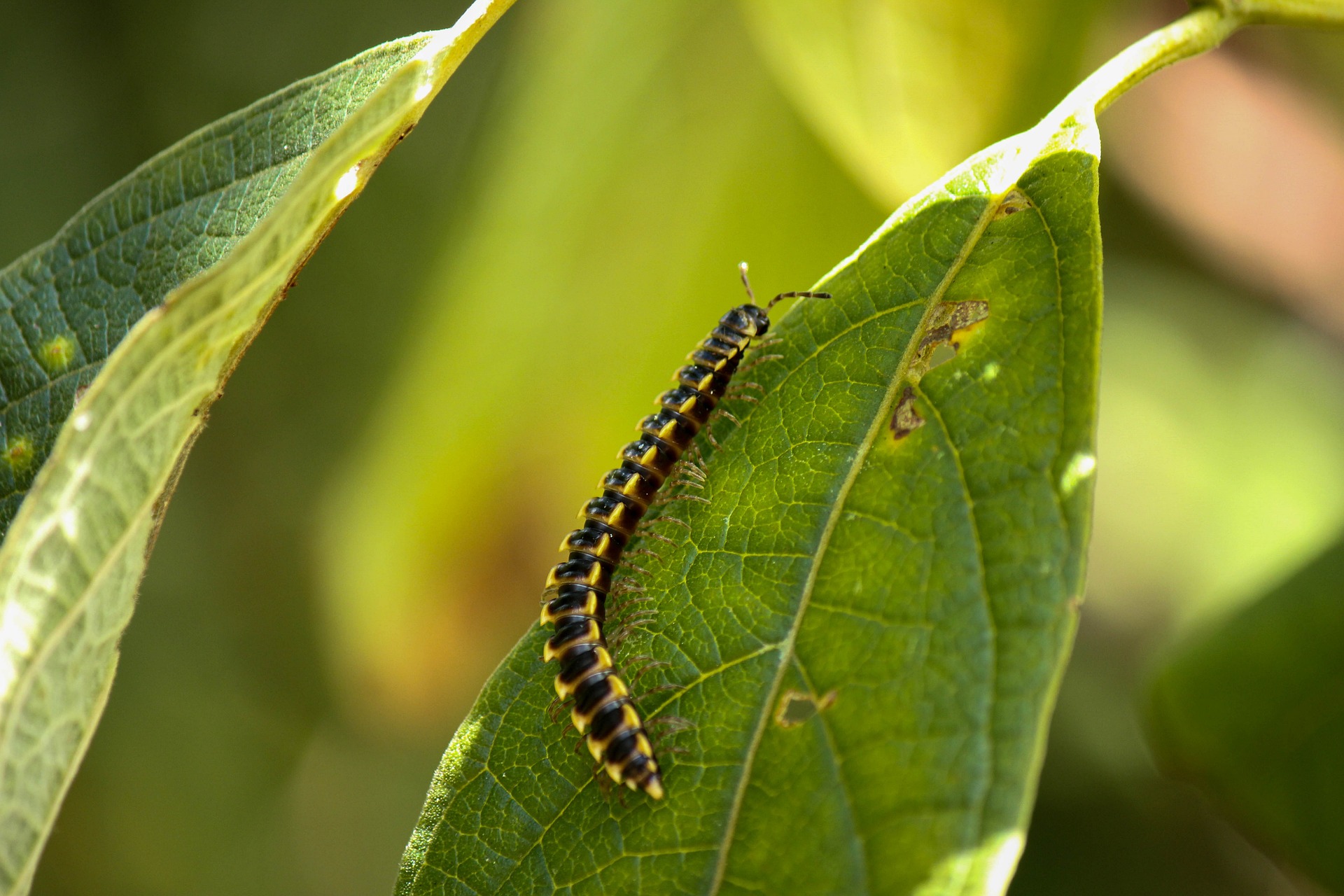 House centipede vs silverfish - Centipede on a leaf