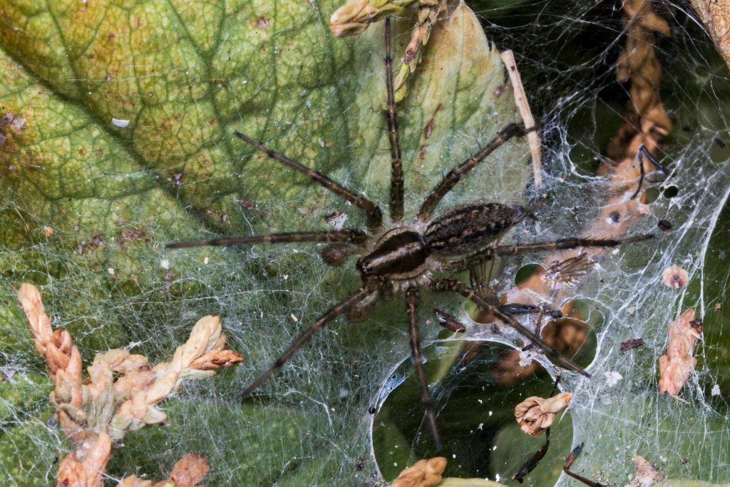 Black wolf spider on leaf