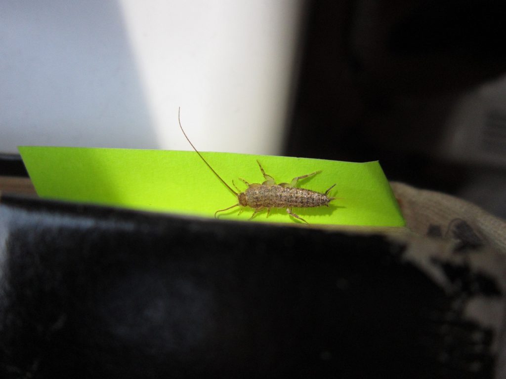 Silverfish on green paper