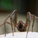 texas wolf spider