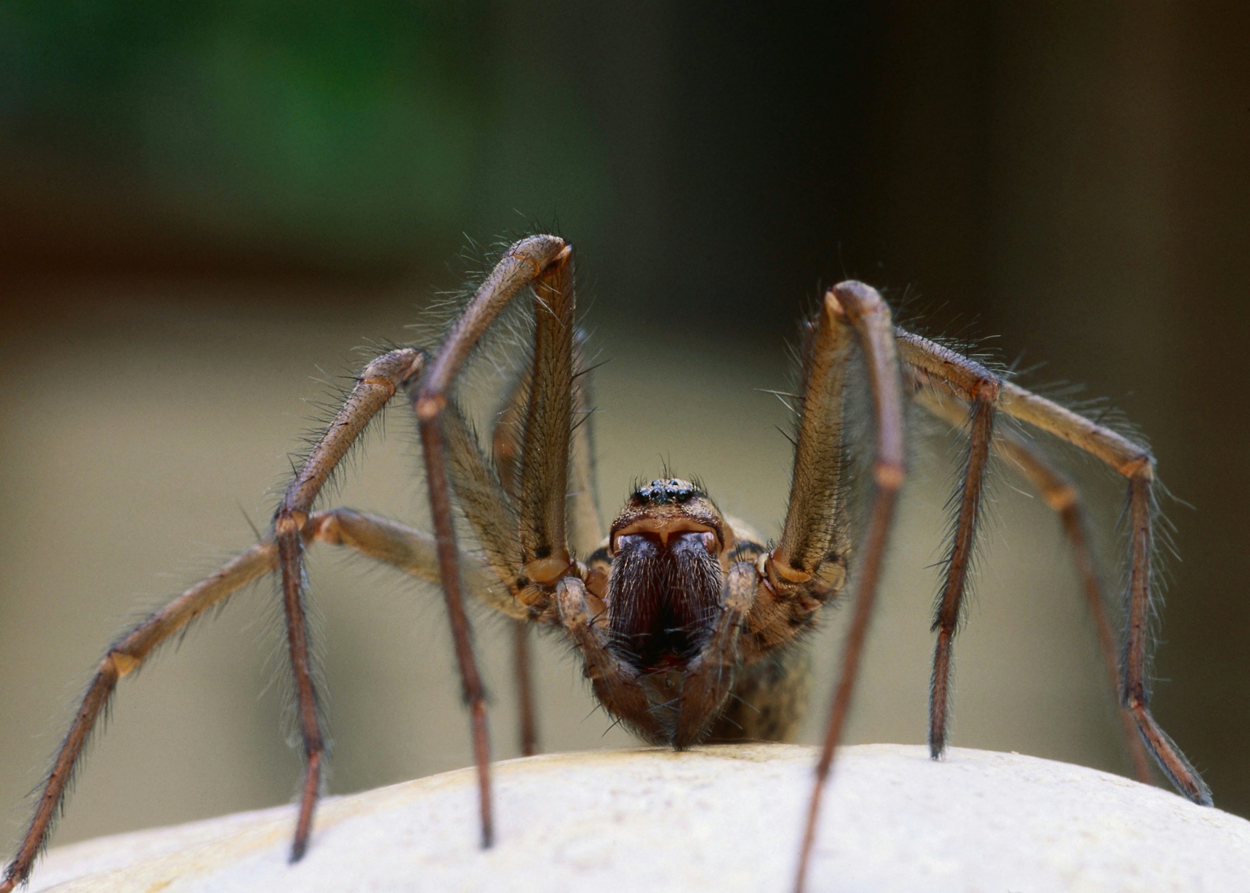 texas wolf spider