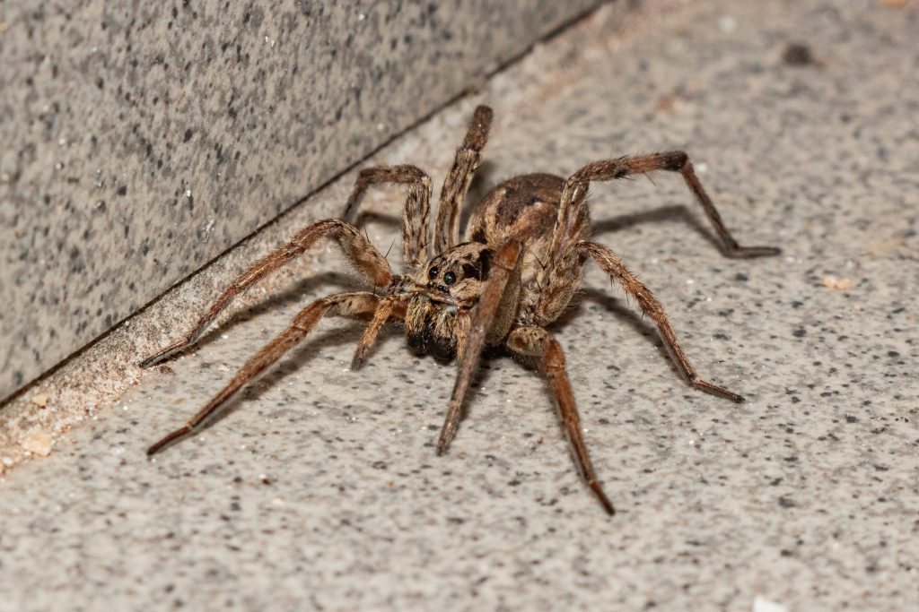 Brown wolf spider