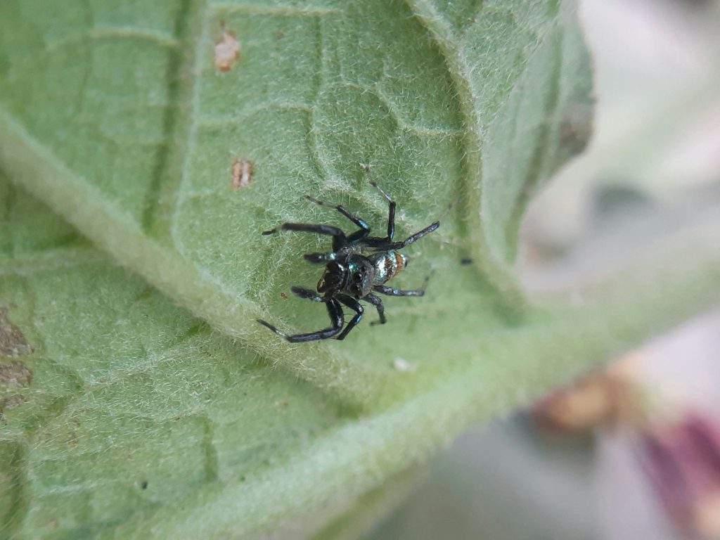 Small black spider on leaf