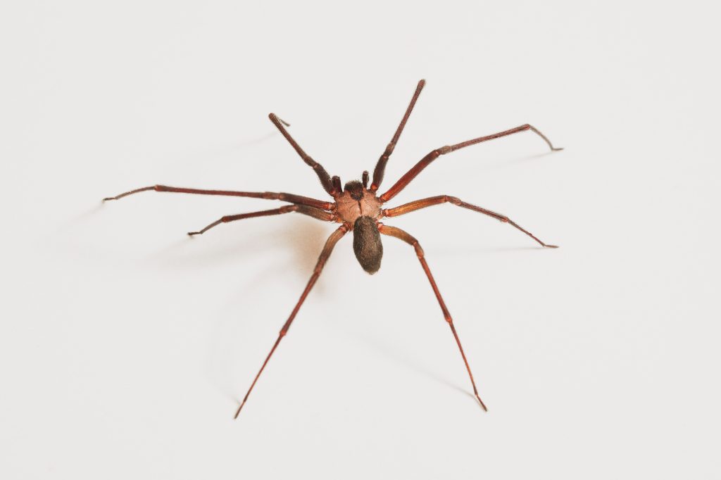 Brown recluse spider