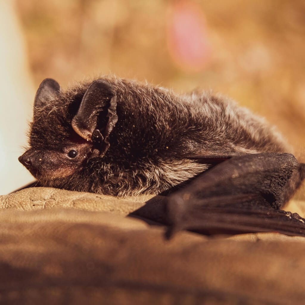 bat
