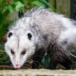 Opossum