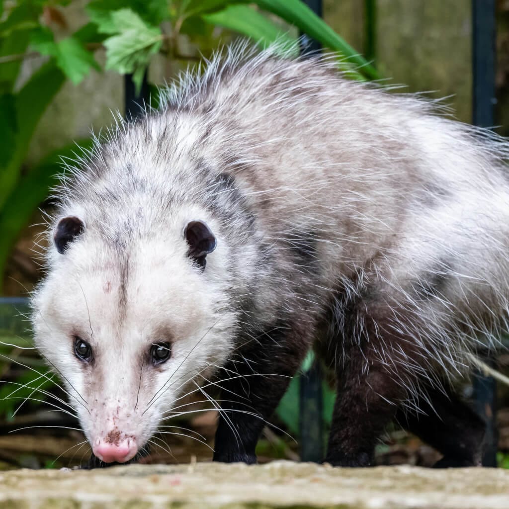 opossum